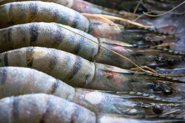 SEAFOOD - PRAWNS RAW - SIZE UNDER 20 5KG CARTON